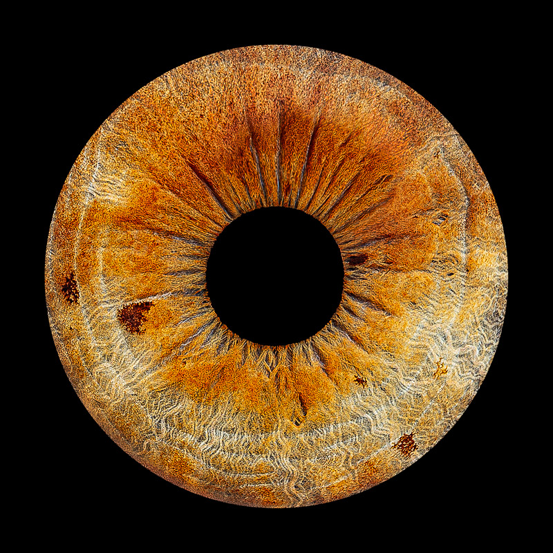 Iris ambré aux reflets dorés — séance photo d'œil en Vend Iris ambré aux reflets dorés — séance photo d'œil en Vendée